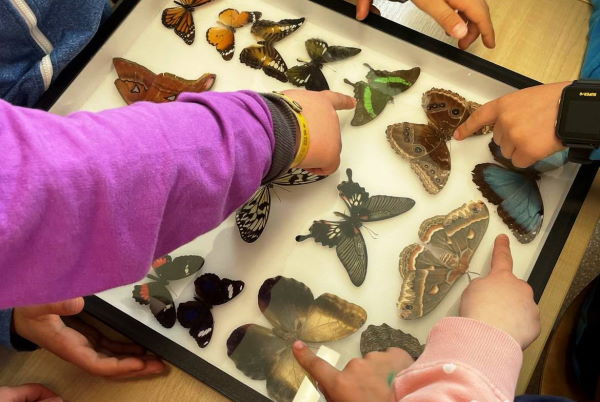 Netradicinės pamokos su drugelių kolekcija 